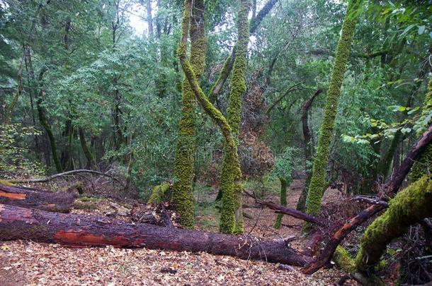 阿姆斯壮红杉国家自然的储备,美国加州,统一的stationary稳定的