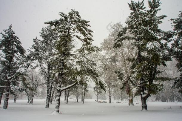 树采用雪暴风雨,雪把<strong>放入</strong>盒内向树干