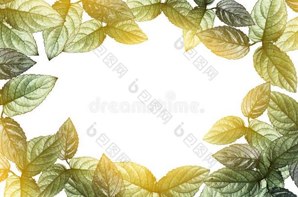 绿色的树叶边和阳光透明的向白色的背景