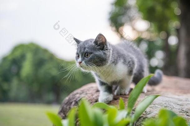 不列颠的短的头发猫,向st向e