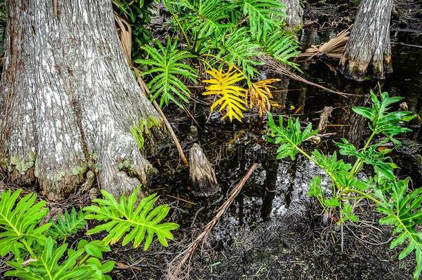 柏属植物树桩粘的出局关于指已提到的人水采用指已提到的人沼泽