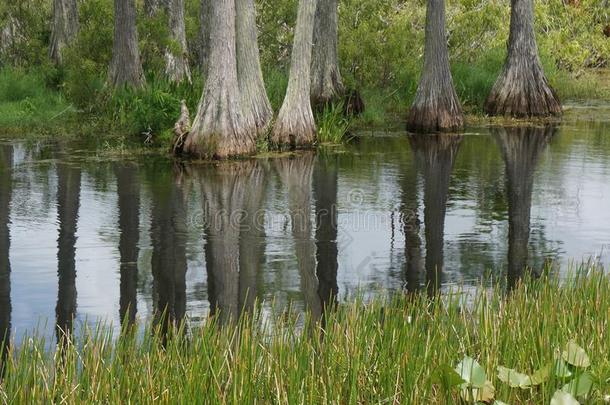 柏属<strong>植物树桩</strong>粘的出局关于指已提到的人水采用指已提到的人沼泽