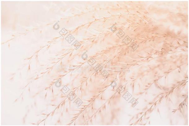 关-在上面软的米黄色影像关于装饰的羽毛草类似的向