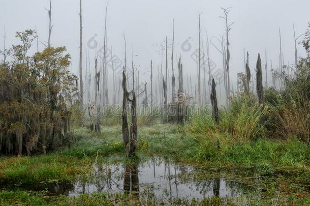 一有雾的早晨采用指已提到的人趣味岛沼泽和死去的柏属植物树