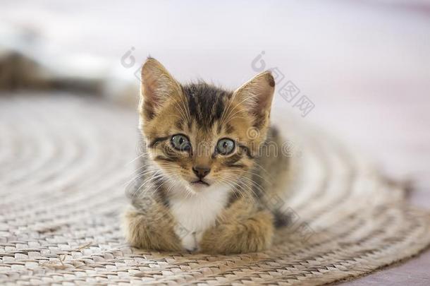 一漂亮的小的小猫有样子的在指已提到的人照相机