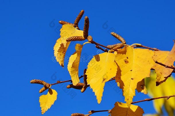 明亮的黄色的秋树叶和使直立种子荚关于亚洲人黑的