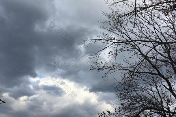 黑暗的蓝色-灰色多云的天,<strong>光秃秃</strong>的树.早的秋自然.