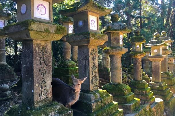 灯笼采用<strong>春日</strong>泰沙sh采用toshr采用e采用奈良黑色亮漆