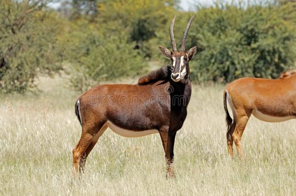 紫貂羚羊采用自然的栖息地