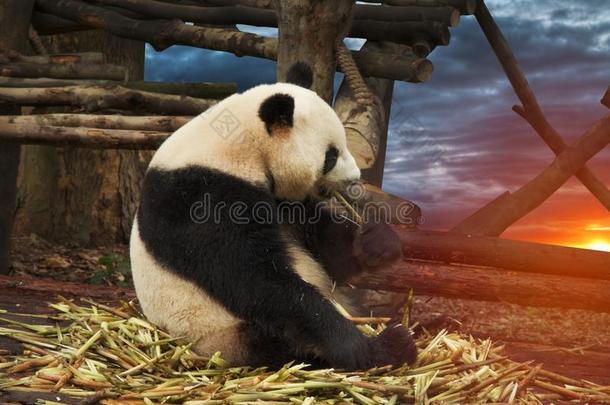 大的<strong>熊猫</strong>