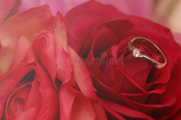 婚礼戒指向红色的玫瑰