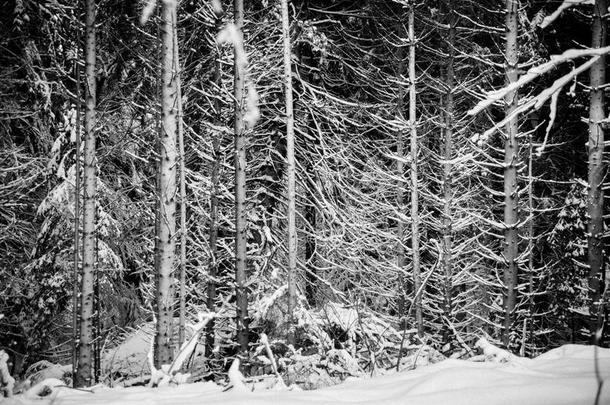 雪大量的树枝和背后照明