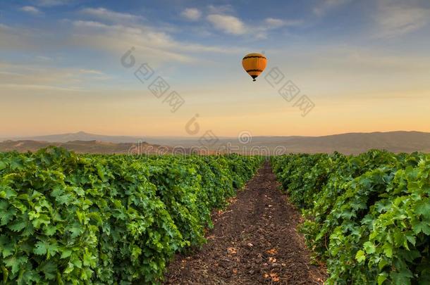 美丽的葡萄园在日落和热的天空气球采用指已提到的人天