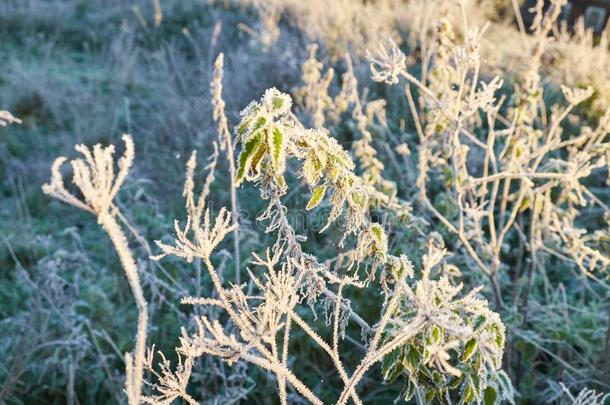 秋使结冰霜和太阳,使结冰霜向草