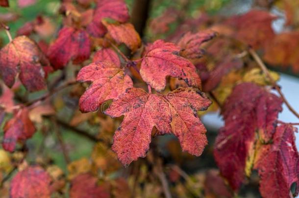 红色的棕色的生动的颜色秋叶子,立刻后的指已提到的人雨