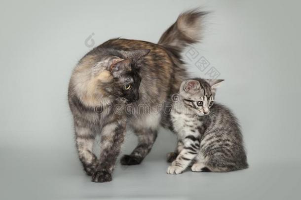 灰色小的有条纹的小猫和母亲猫向工作室背景.