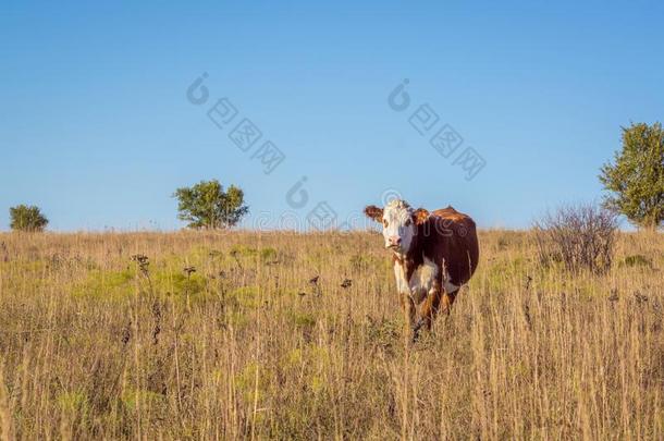 赫里福种的食用牛奶牛采用牧草地