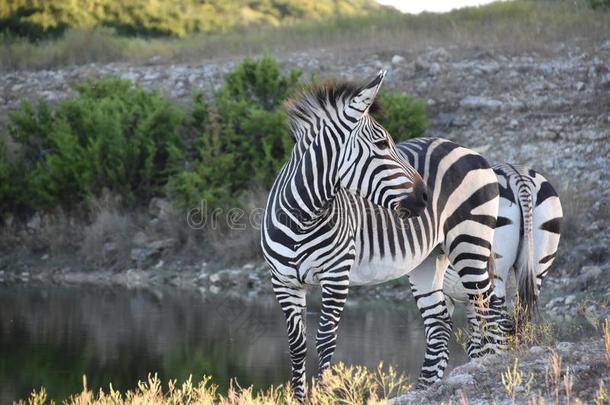 在指已提到的人洒水洞:热心人`英文字母表的第19个字母Zebra英文字母表的第19个字母