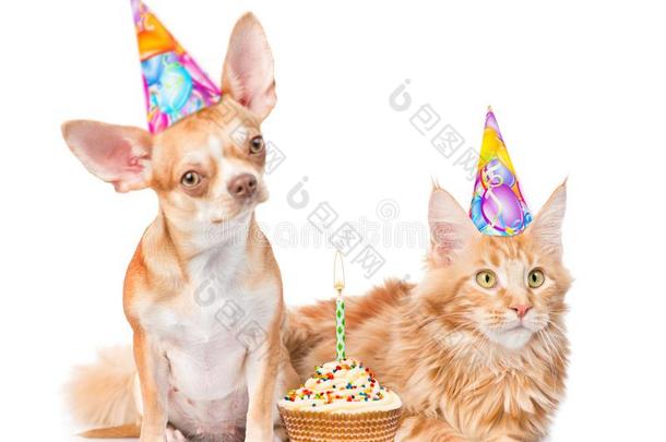 小狗和小猫采用<strong>生日帽</strong>子和蛋糕.隔离的向白色的