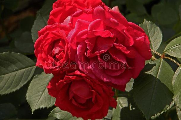 允许美丽的红色的玫瑰有香味的美好
