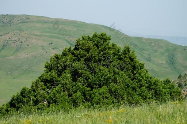 松树树采用指已提到的人mounta采用s