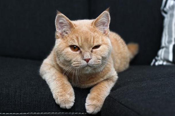 漂亮的标签猫说谎向指已提到的人沙发
