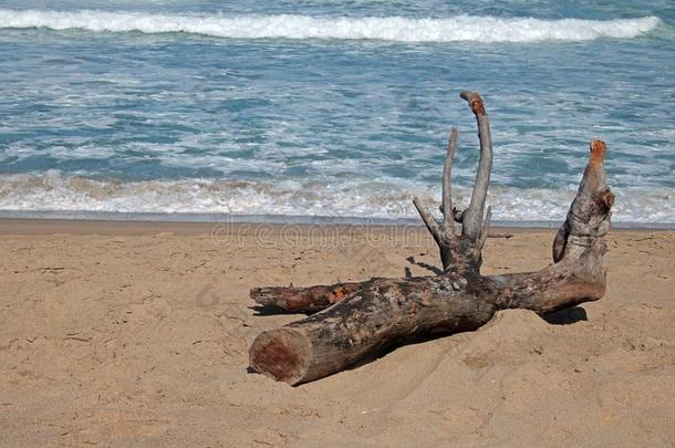 大大地块关于流木向海滩