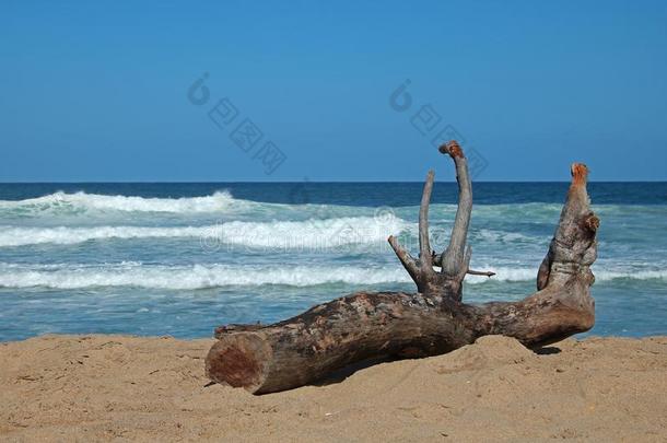 大大地块关于流木向指已提到的人海滩