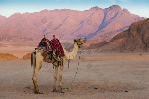 阿拉伯的骆驼采用沙漠.S采用ai.埃及