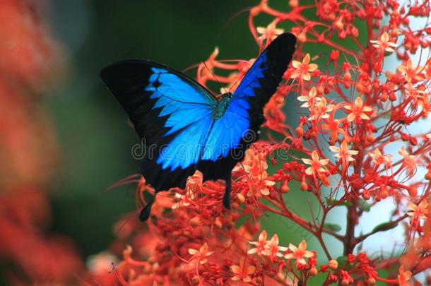 蓝色金属的蝴蝶和燕尾服越过一红色的be一utiful花