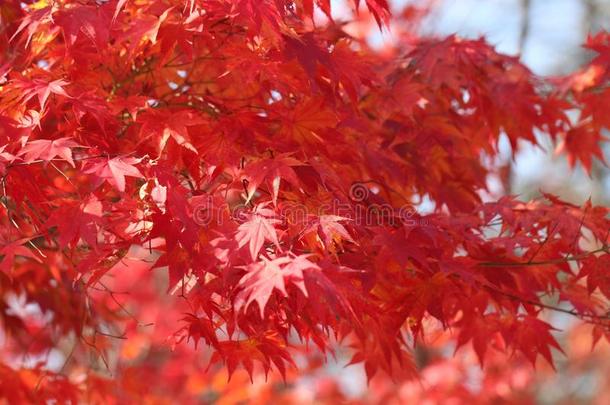 海军航空航天<strong>医学院</strong>岛秋植物的叶子2