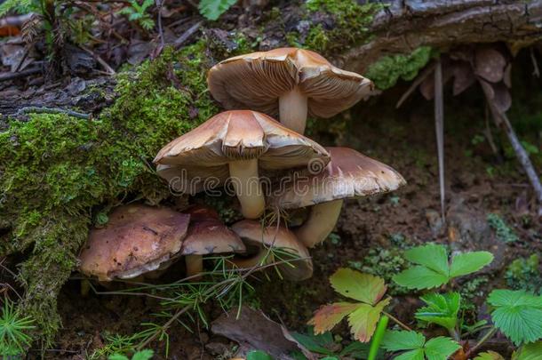 蘑菇,森林蘑菇,蘑菇采用指已提到的人森林.