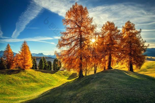 空气的秋日出风景和黄色的树