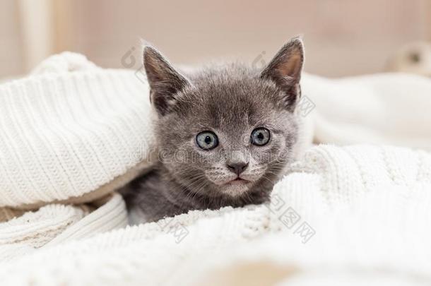 灰色的小猫躲藏里面的白色的愈合毛衣
