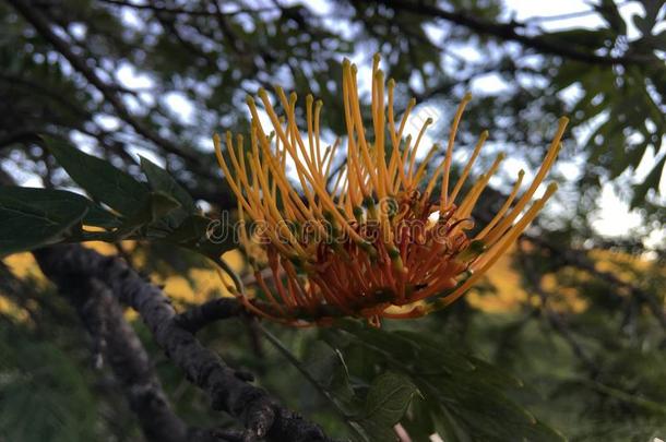 银桦属粗壮咖啡豆,丝一样的栎树树开花采用怀梅阿峡谷旧姓的