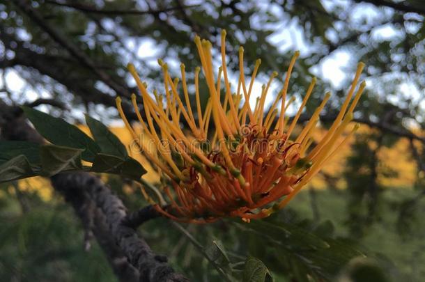 银桦属粗壮咖啡豆,丝一样的栎树树开花采用怀梅阿峡谷旧姓的