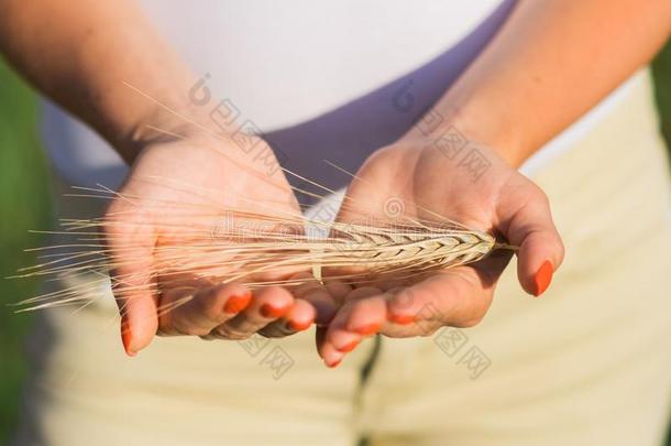 照片特写镜头关于两个手佃户租种的土地金色的小麦穗向菲耶尔