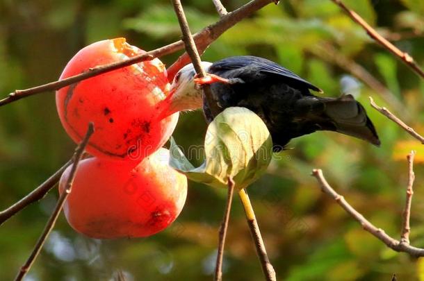 秋红色的柿子吸引许多鸟