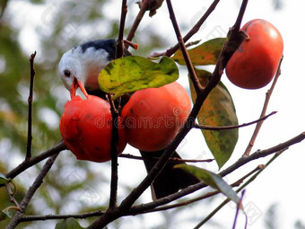 秋红色的柿子吸引许多鸟图片