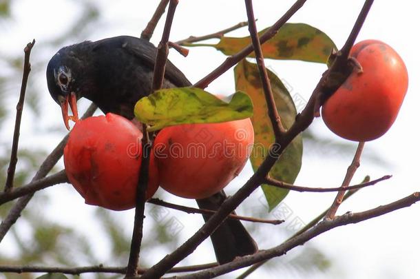 秋红色的柿子吸引许多鸟