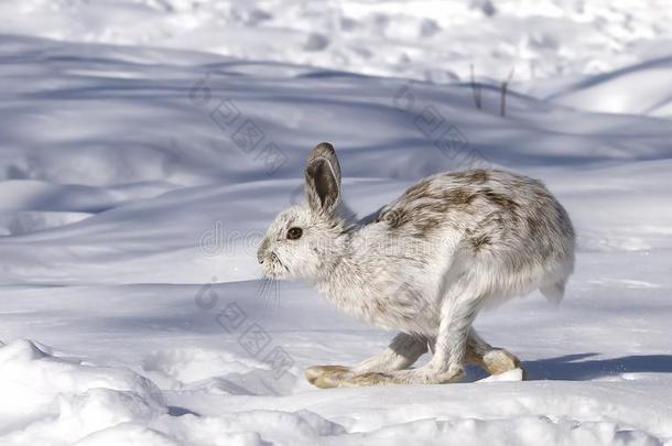 雪鞋野兔或变化野兔&#字母字母x28;天兔座美洲人&#字母字母x29;伦尼