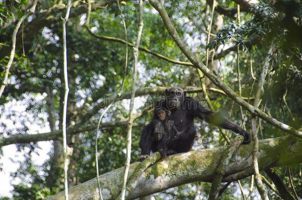 母亲和婴儿猴有斑点的在的时候黑猩猩艰苦跋涉采用Kyammbura