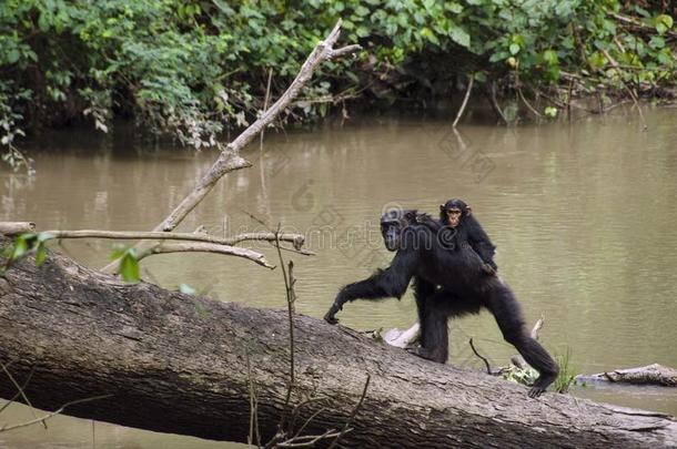母亲和婴儿猴有斑点的在的时候黑猩猩艰苦跋涉采用Kyammbura