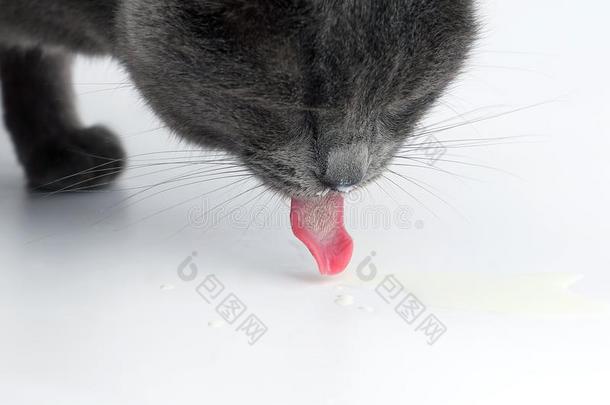 灰色猫和舌头绞死出局喝饮料奶向白色的后台