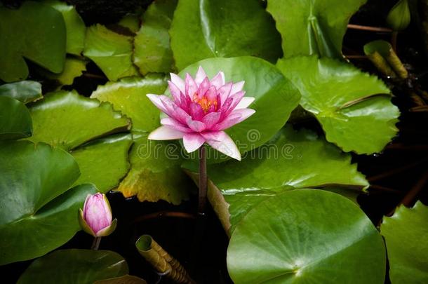 粉红色的水百合花,粉红色的莲花和绿色的树叶