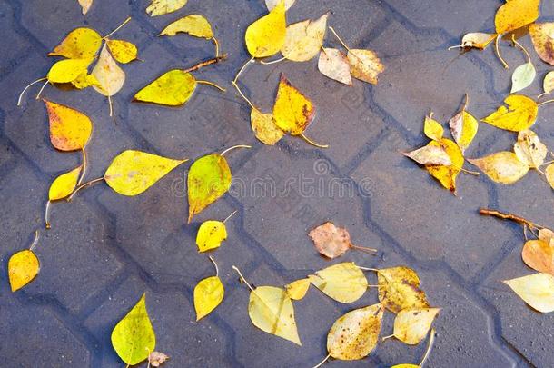 秋树叶采用一r一采用水坑.