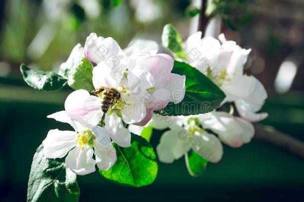 盛开的<strong>苹果</strong>树和<strong>蜂蜜</strong>蜜蜂收集花蜜