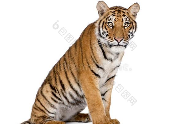 肖像关于孟加拉生丝老虎,豹属底格里斯河底格里斯河,1年老的