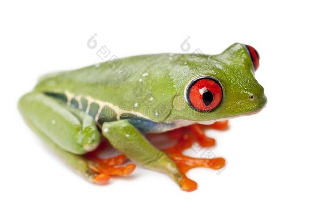 红色的-有眼的树蛙属,丽<strong>红眼</strong>蛙卡里德里亚斯,反对白色的后台