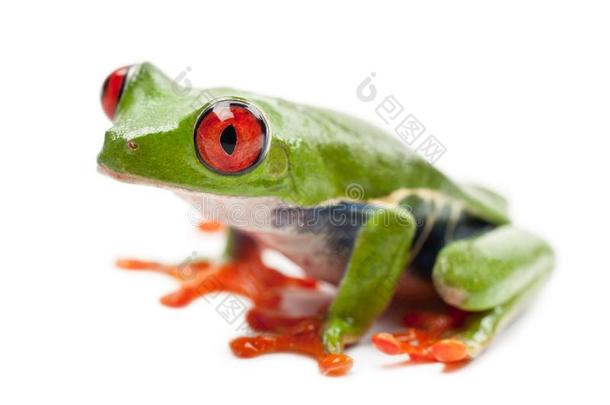 红色的-有眼的树蛙属,丽<strong>红眼</strong>蛙卡里德里亚斯,肖像反对白色的